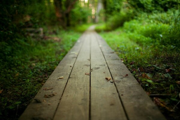 Der Weg durch ruhige und saubere Wälder