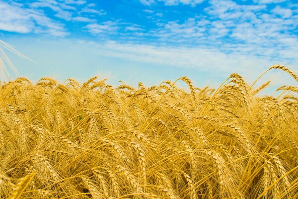 Beau blé avec un ciel bleu