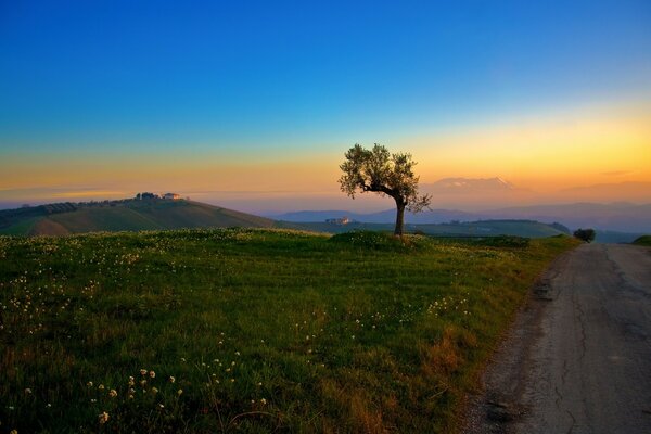 Amanecer con un hermoso árbol en un claro