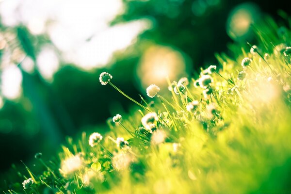 Helles Gras Asche in der Sonne