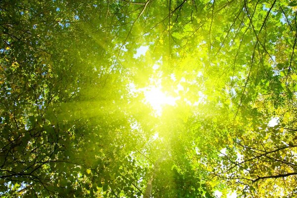 Paisagem de verão com sol através da folhagem