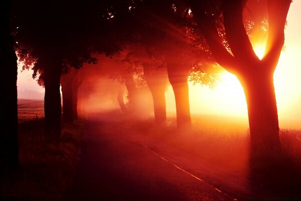 A neblina ao pôr do sol atravessa as árvores