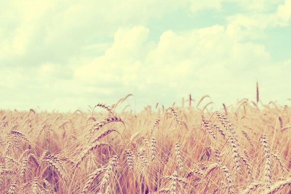 Rural field in summer with straw