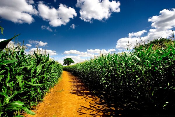 Camino del país entre los campos de maíz