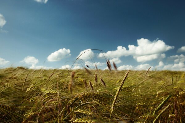 Verano. Campo. Trigo. Cielo