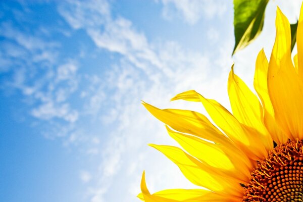 Strahlender Sonnenschein bei schönem Sommerwetter