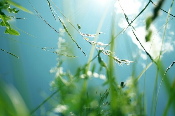 Nahaufnahme von Sommerlaub in der Sonne