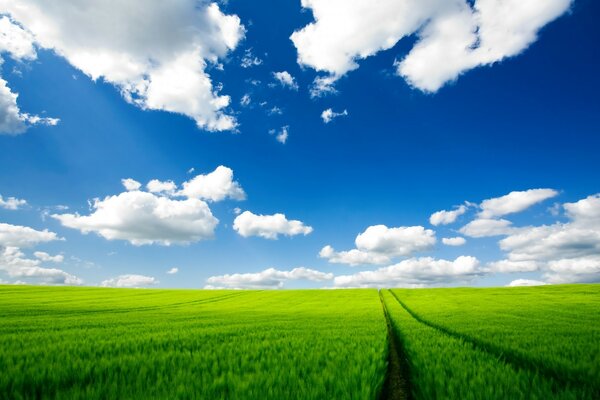 A field with green grass and a road stretching into the distance