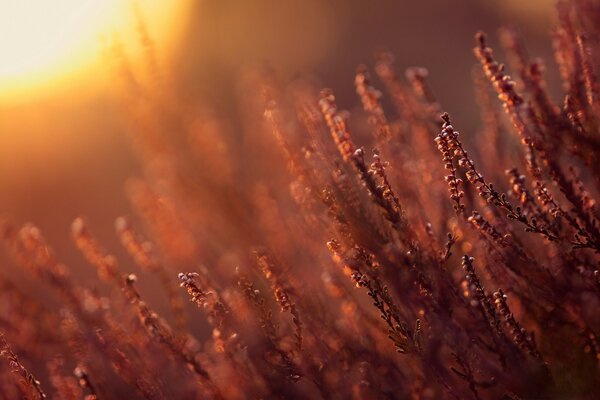 Brillante puesta de sol en un campo de trigo