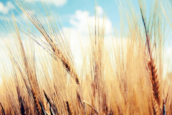 Bel grano su uno sfondo di cielo blu