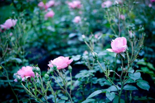 Sträucher von blühenden rosa Rosen mit vielen Knospen