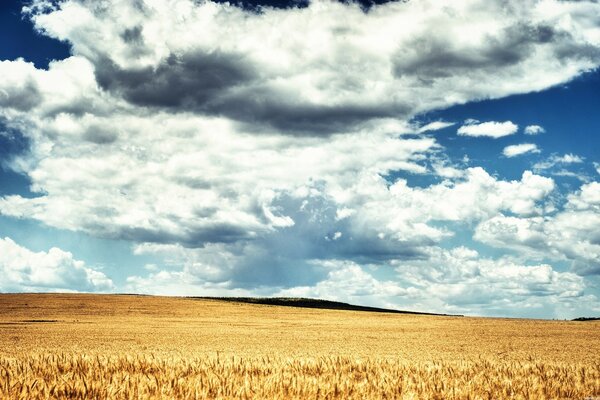 Campo de trigo amarillo contra el cielo azul