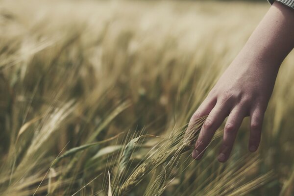 Summer landscape: Fields with straw