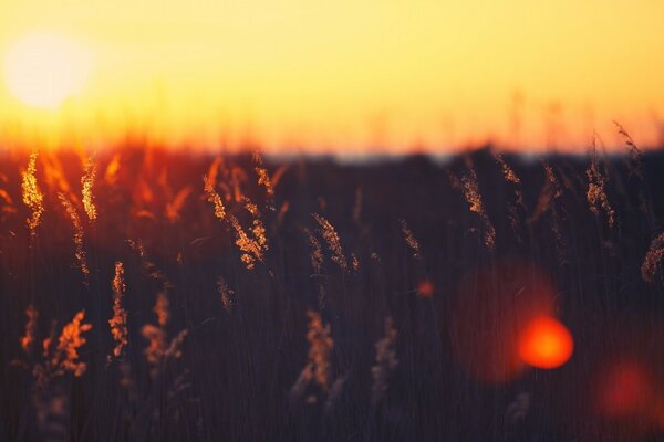 Heller Sonnenuntergang am Abend im Feld