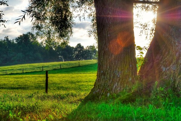 Zwei Bäume in der Natur und die Sonne