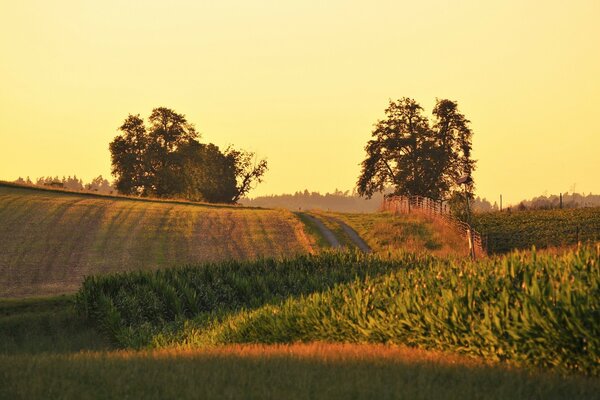 Árvore em uma paisagem rústica no verão