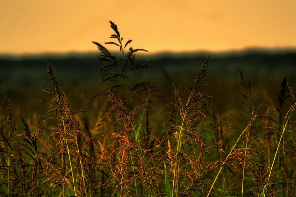 Sommermorgendämmerung auf dem Feld