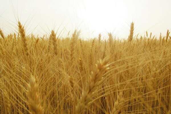 Yellow wheat on the desktop