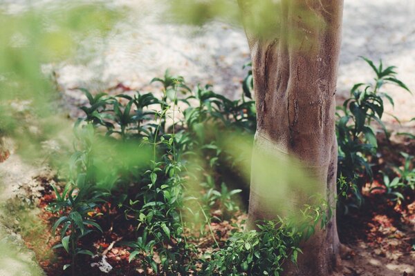 A árvore está cercada por plantas verdes