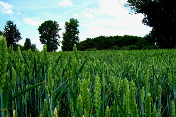 Green wheat field in summer