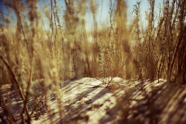 Plantes de steppe dans les rayons du soleil de midi