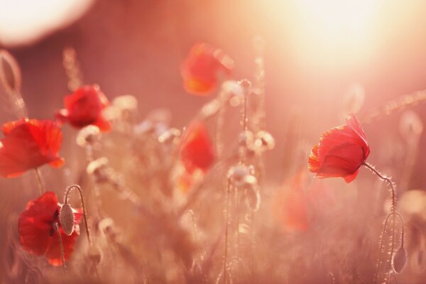 Poppy flowers on a blurry background