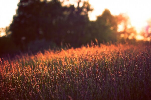 Puesta de sol yarei entre flores silvestres