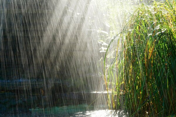 Sommer regen Landschaft Natur