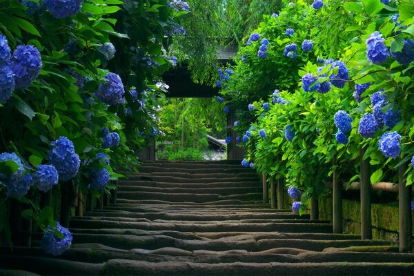 Treppe mit leuchtend blauen Blumen