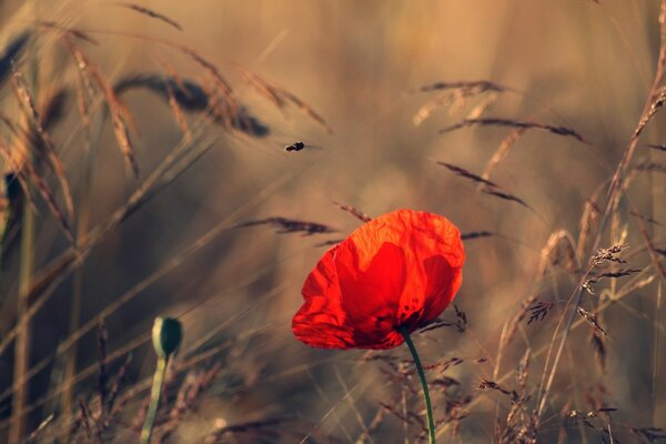 Sur le coquelicot rouge se trouve un insecte