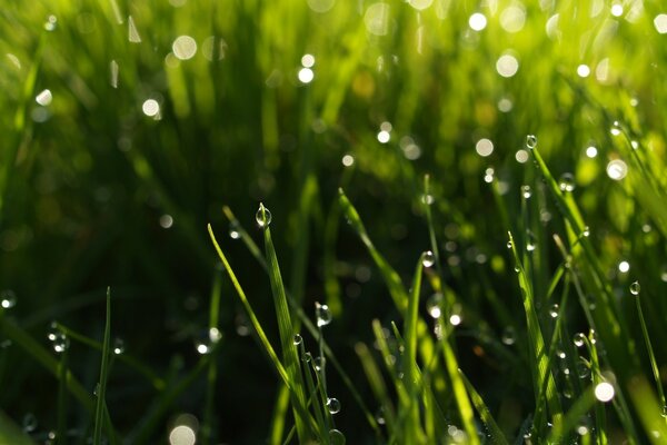 Schöner Sommertau auf dem Gras