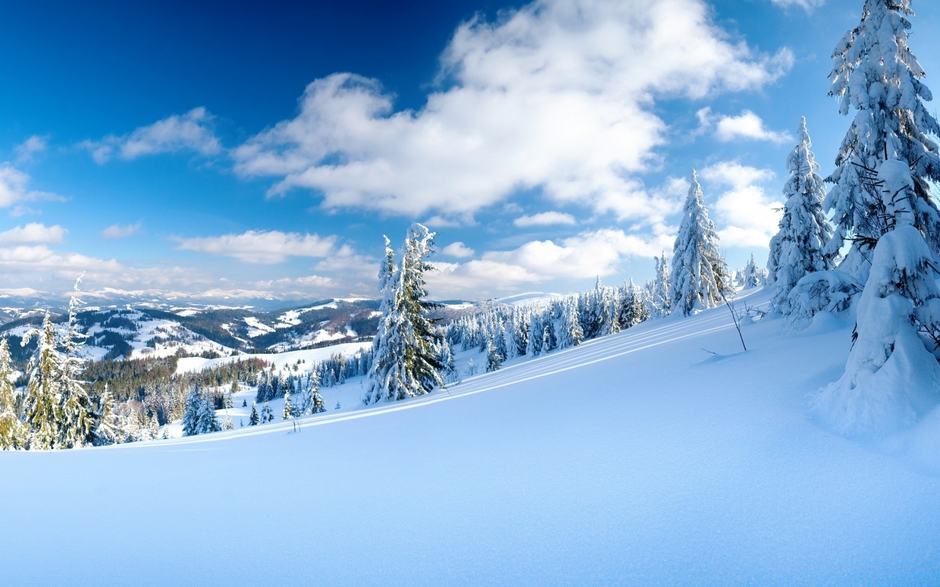 hiver neige froid montagne scénique bois gel congelé glace paysage neigeux saison station bois météo colline poudre sapin piste beau temps