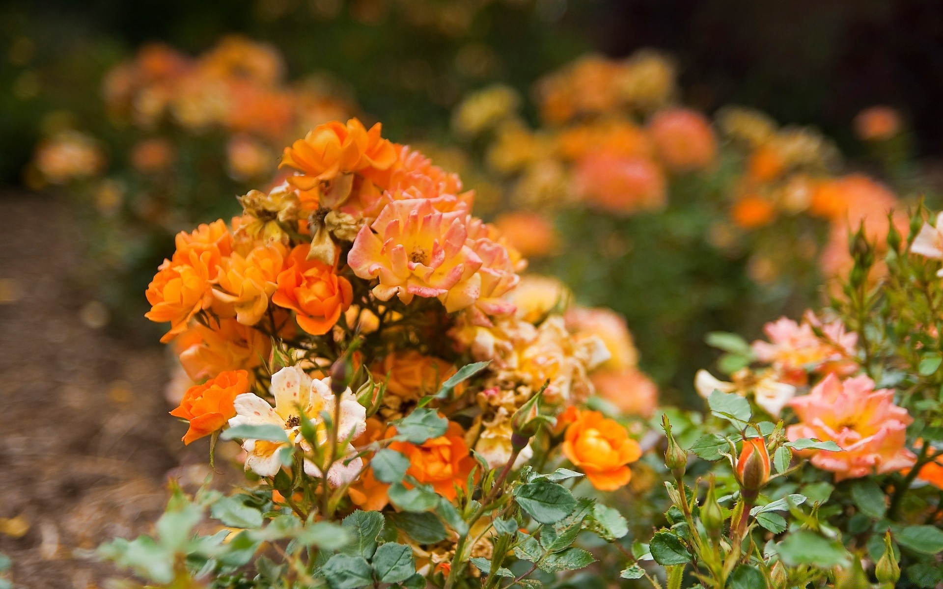 yaz yaprak doğa çiçek flora bahçe açık havada ağaç renk çiçek açan sezon çiçek büyüme petal parlak