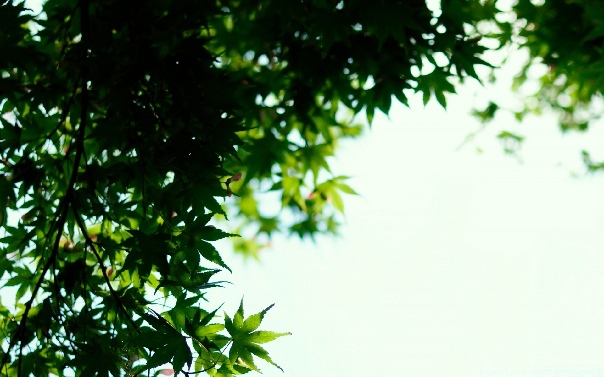 verano hoja árbol naturaleza crecimiento rama flora escritorio exuberante brillante medio ambiente madera jardín sol color