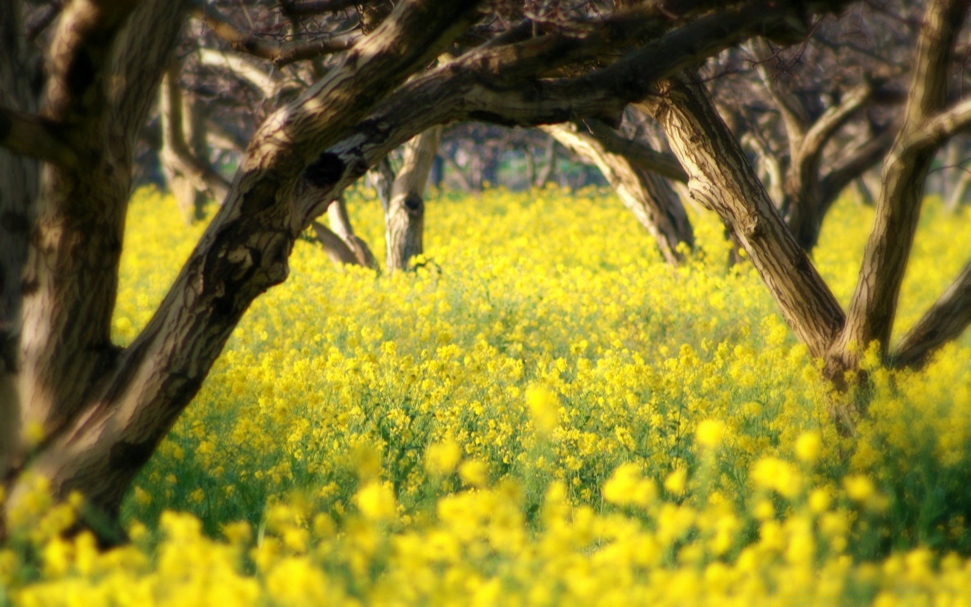 été paysage champ fleur nature agriculture arbre à l extérieur rural foin campagne ferme herbe huile environnement flore bois récolte pays