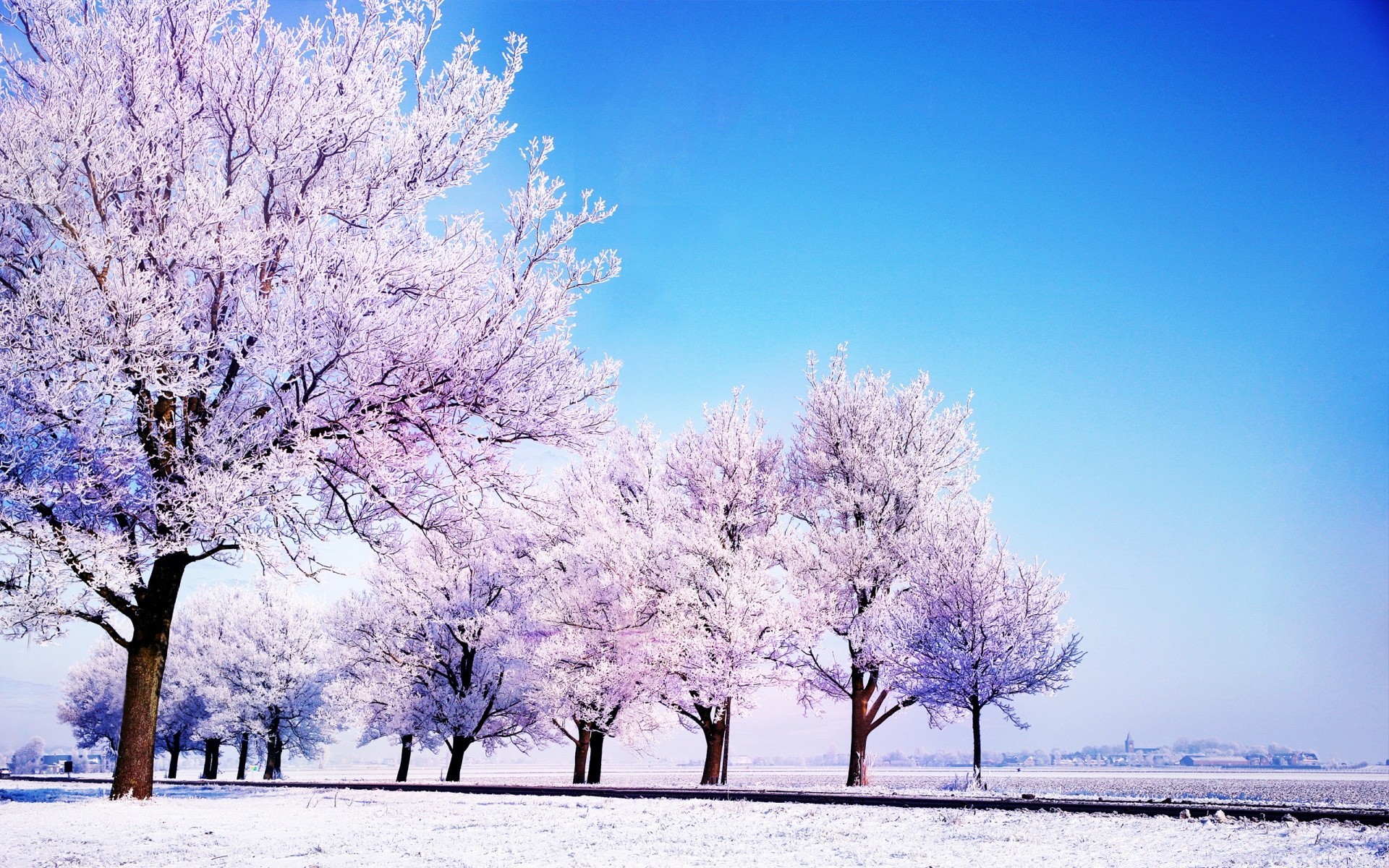 winter frost snow season tree branch cold landscape frozen weather scene snow-white wood frosty nature scenery ice park scenic countryside