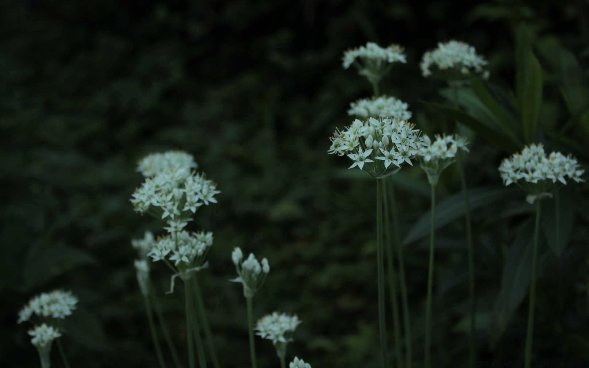 lato natura flora kwiat liść sezon trawa dziki ogród zbliżenie bluming