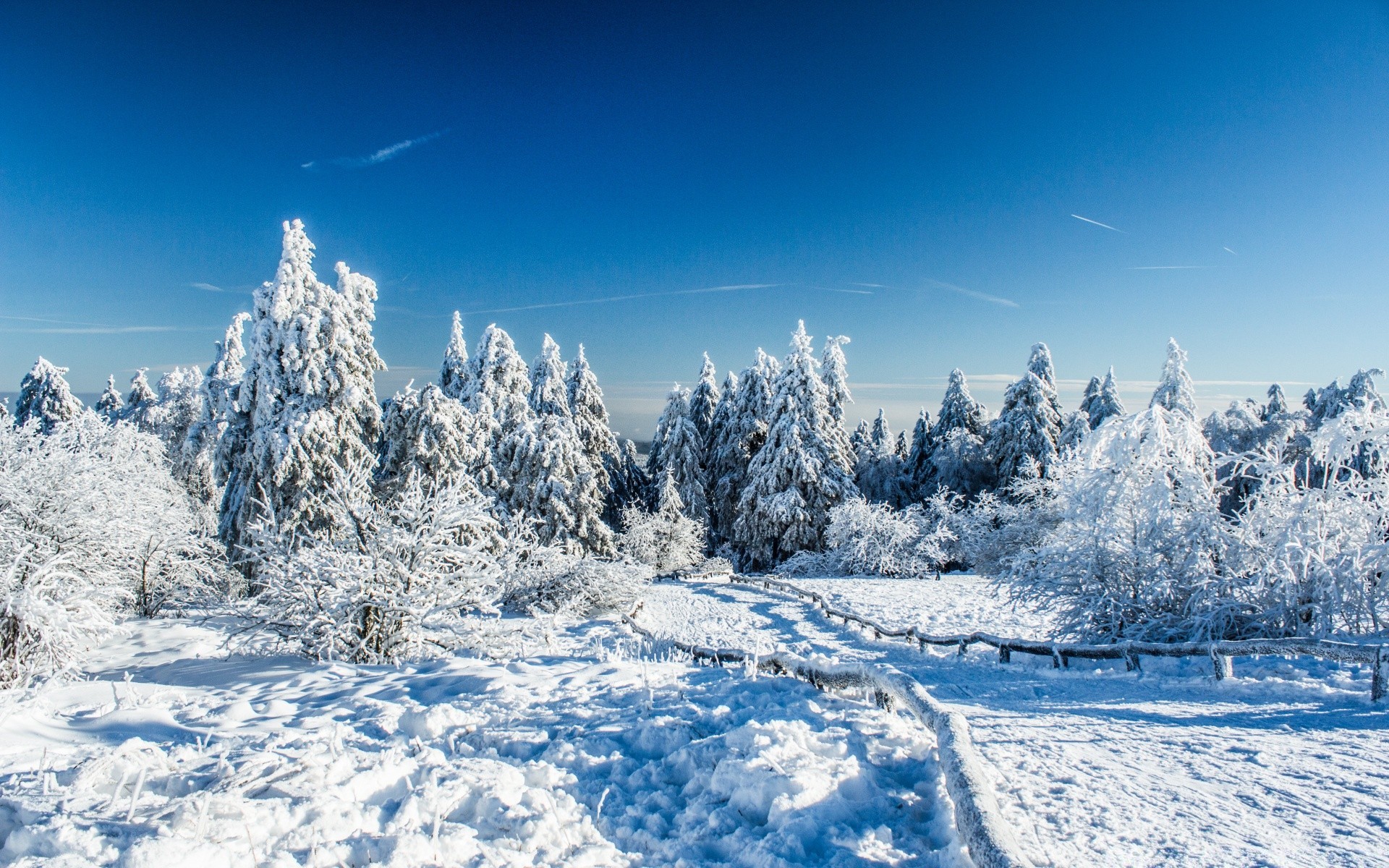 invierno nieve frío escarcha hielo congelado madera nieve temporada montañas escénico tiempo abeto escarchado navidad paisaje árbol