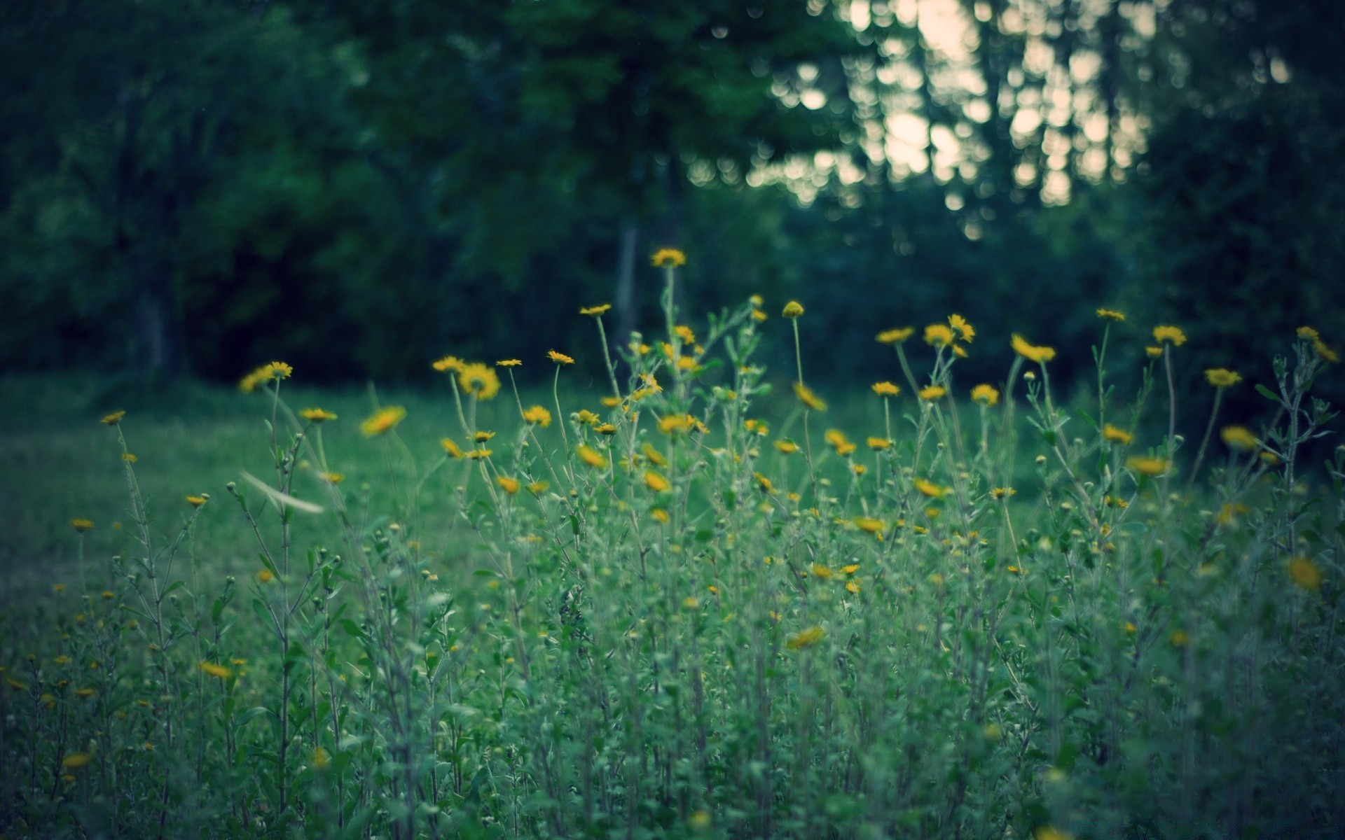 summer flower hayfield grass landscape nature grassland flora desktop leaf outdoors field environment growth sun park fair weather garden season