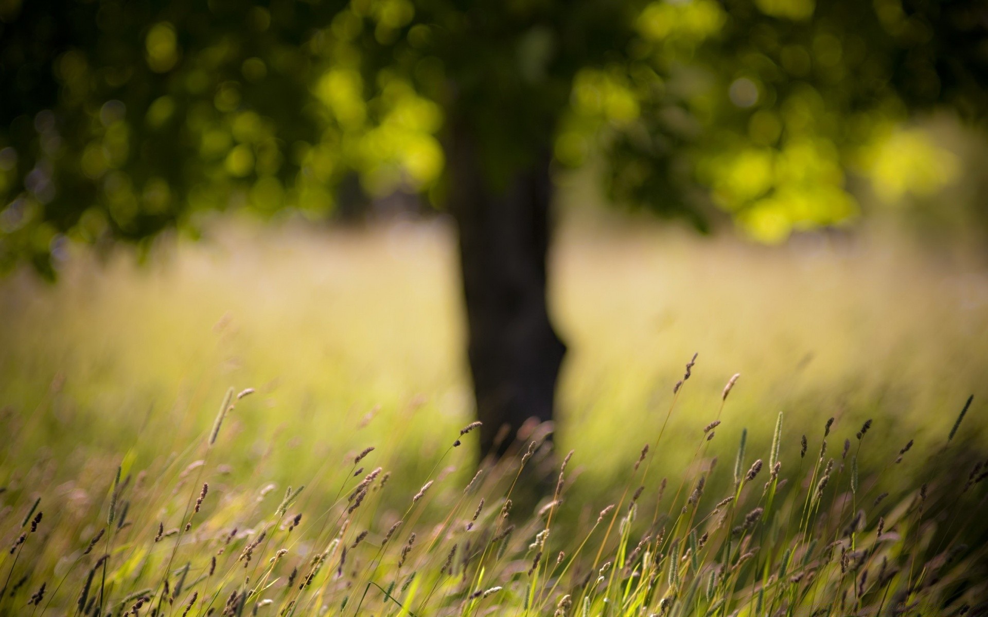 lato słońce trawa pole natura krajobraz dobra pogoda świt zachód słońca wiejskie sianokosy ogród liść kwiat flora światło wzrost rozmycie na zewnątrz gospodarstwo