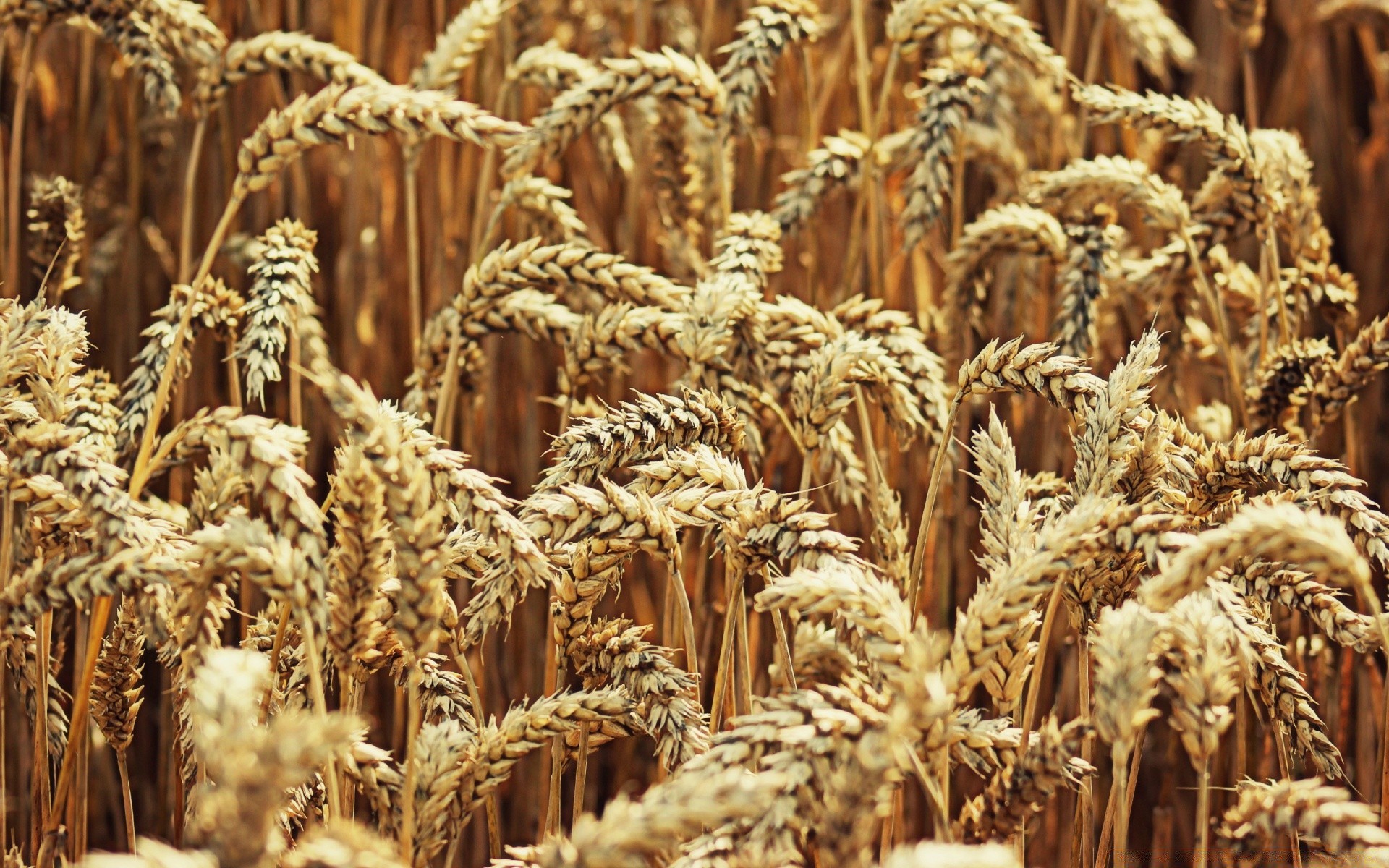 summer cereal wheat pasture crop straw rye bread barley seed rural gold corn agriculture spike flour food farm dry meat