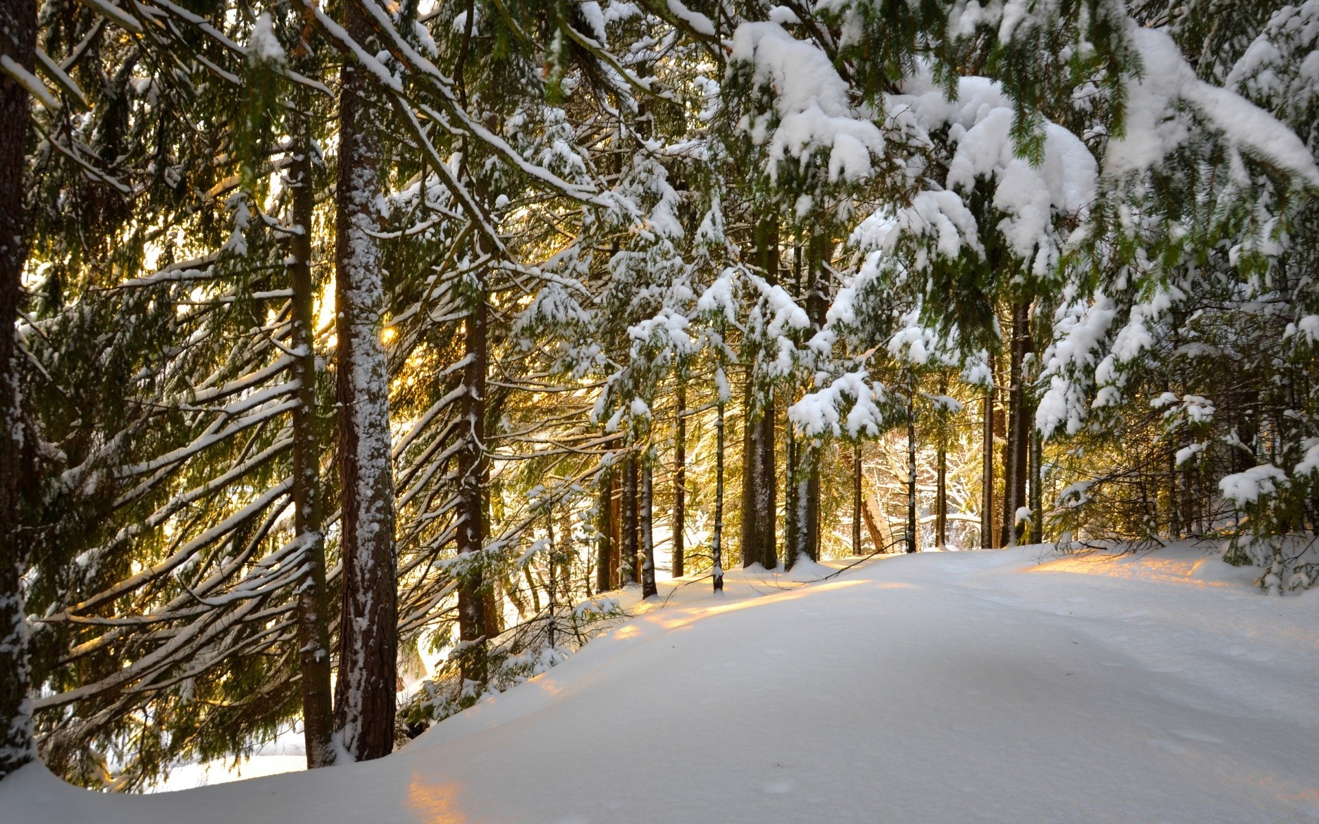 inverno albero legno paesaggio natura neve all aperto ramo stagione scenico bel tempo cielo tempo ambiente viaggi freddo strada luce del giorno parco