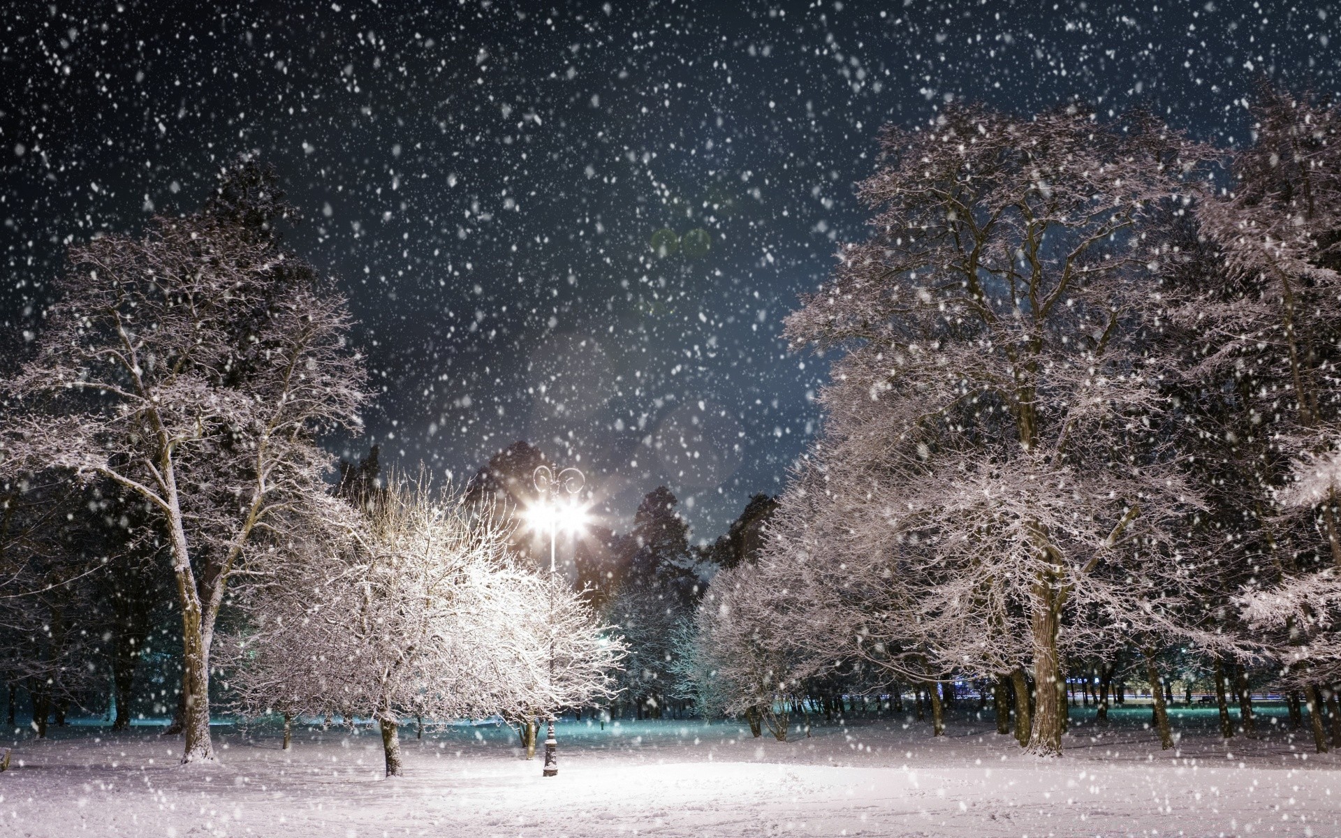 hiver neige arbre froid saison congelé glace météo gel tempête de neige paysage lumière branche parc nature