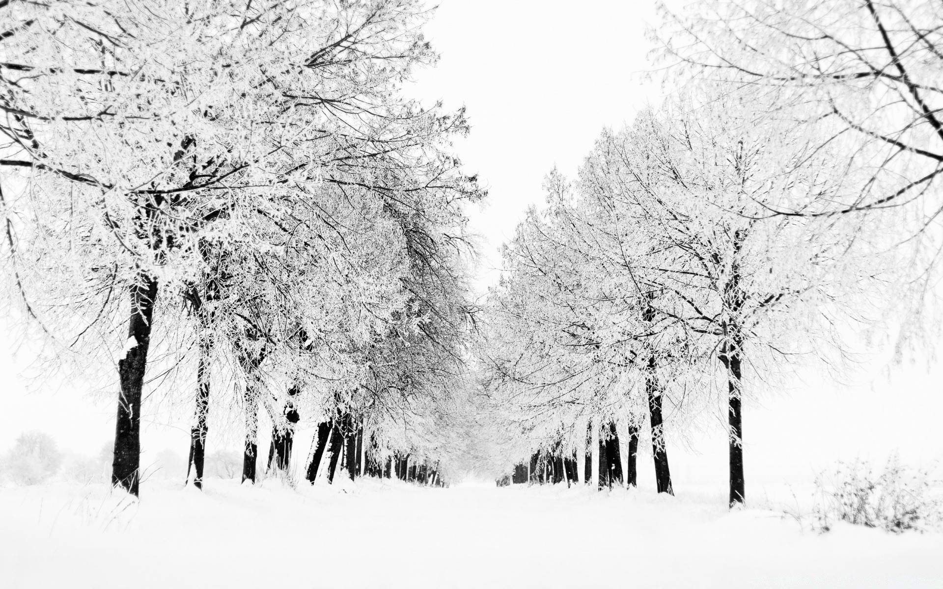 winter snow tree cold frost frozen wood season landscape branch weather ice snowstorm snowy frosty scene park scenic snow-white icy