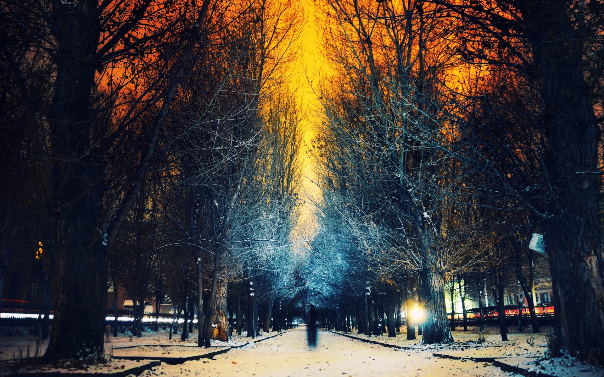 winter tree fall wood snow cold landscape dawn fog season light park road frost outdoors nature mist branch weather