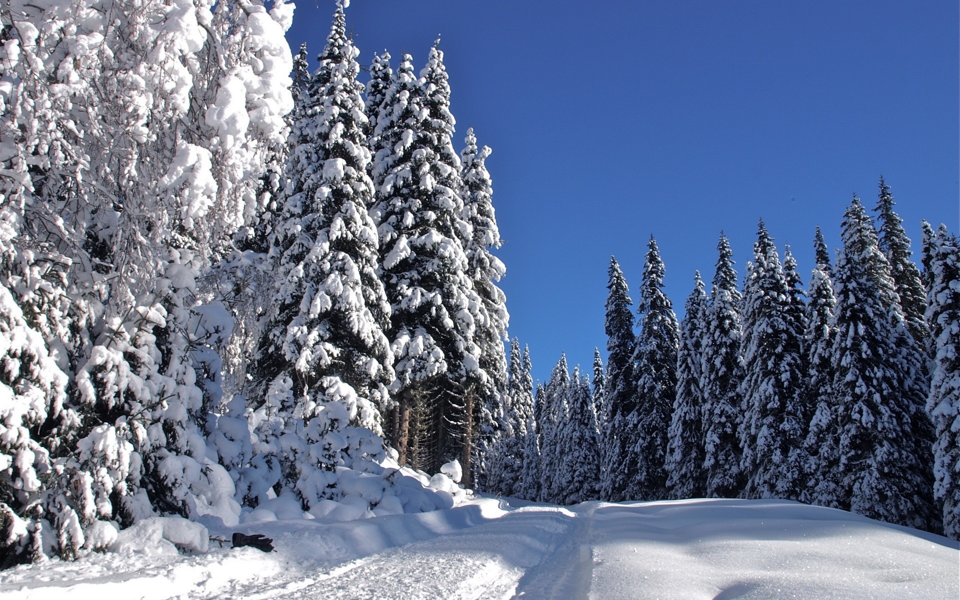 hiver neige gel froid bois congelé glace saison neigeux arbre montagne sapin météo scénique paysage épinette evergreen beau temps