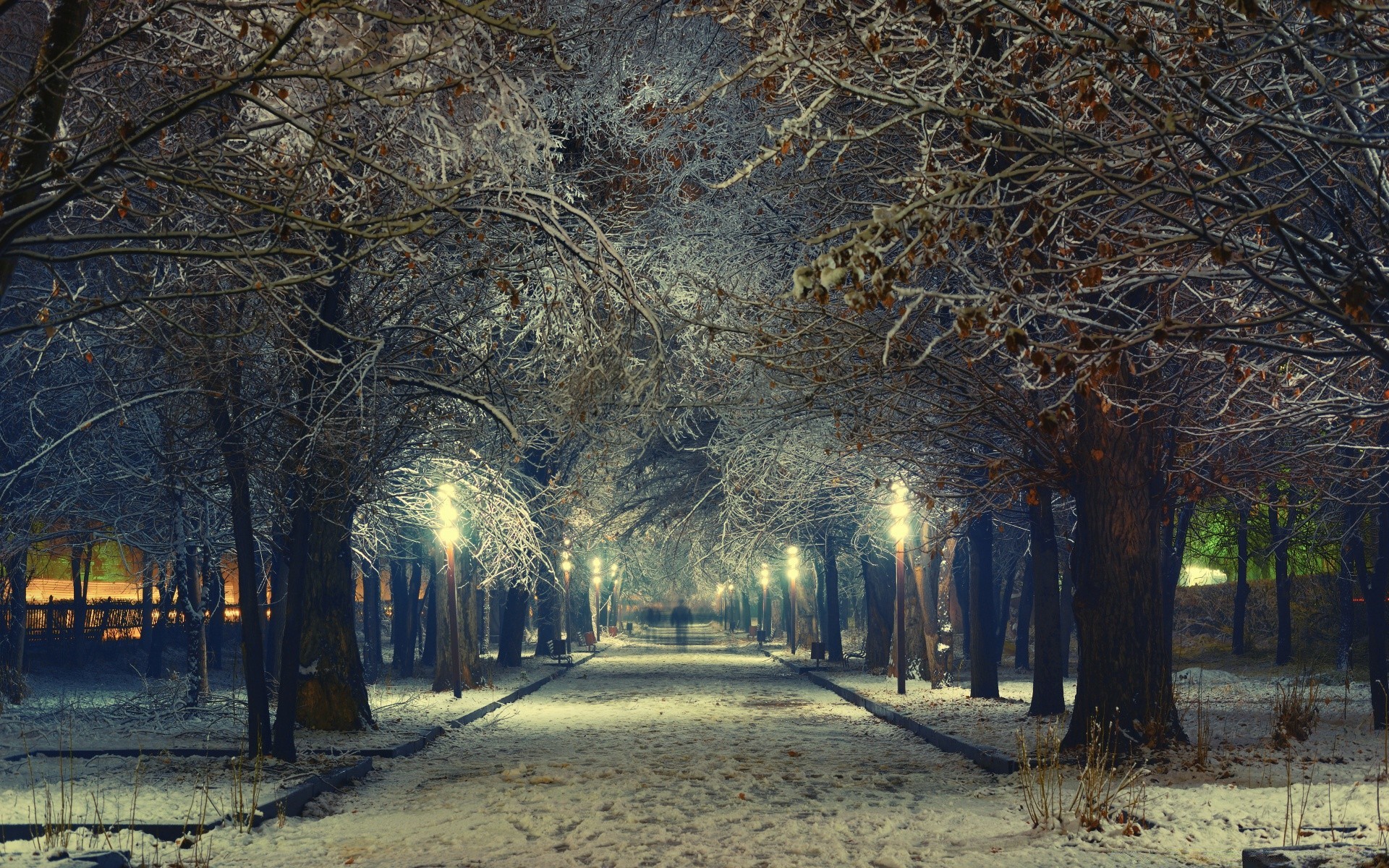 invierno árbol otoño luz nieve paisaje madera parque frío carretera guía