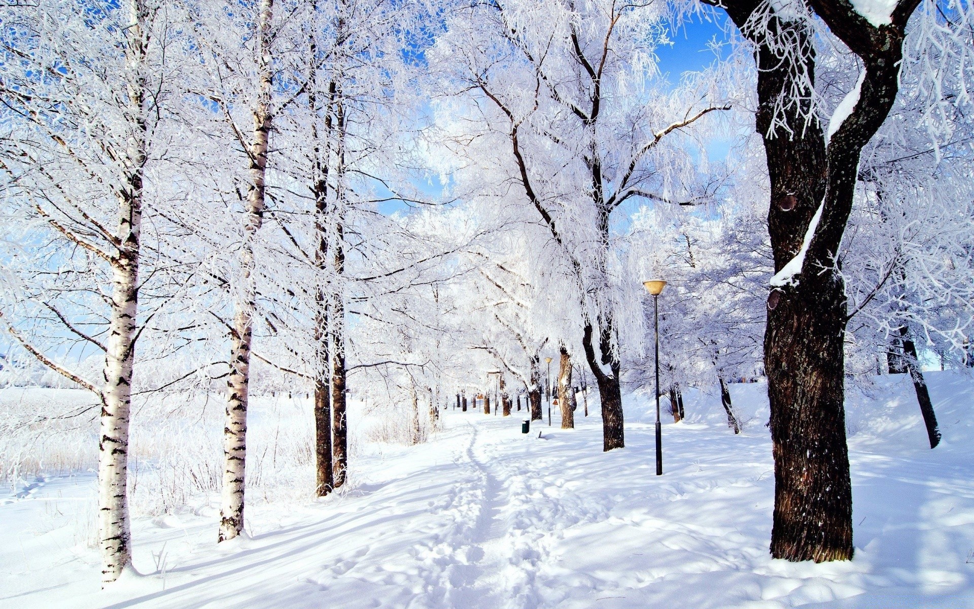 hiver neige froid gel bois bois congelé saison glace branche météo paysage scénique neigeux scène givré neige-blanc congère tempête de neige