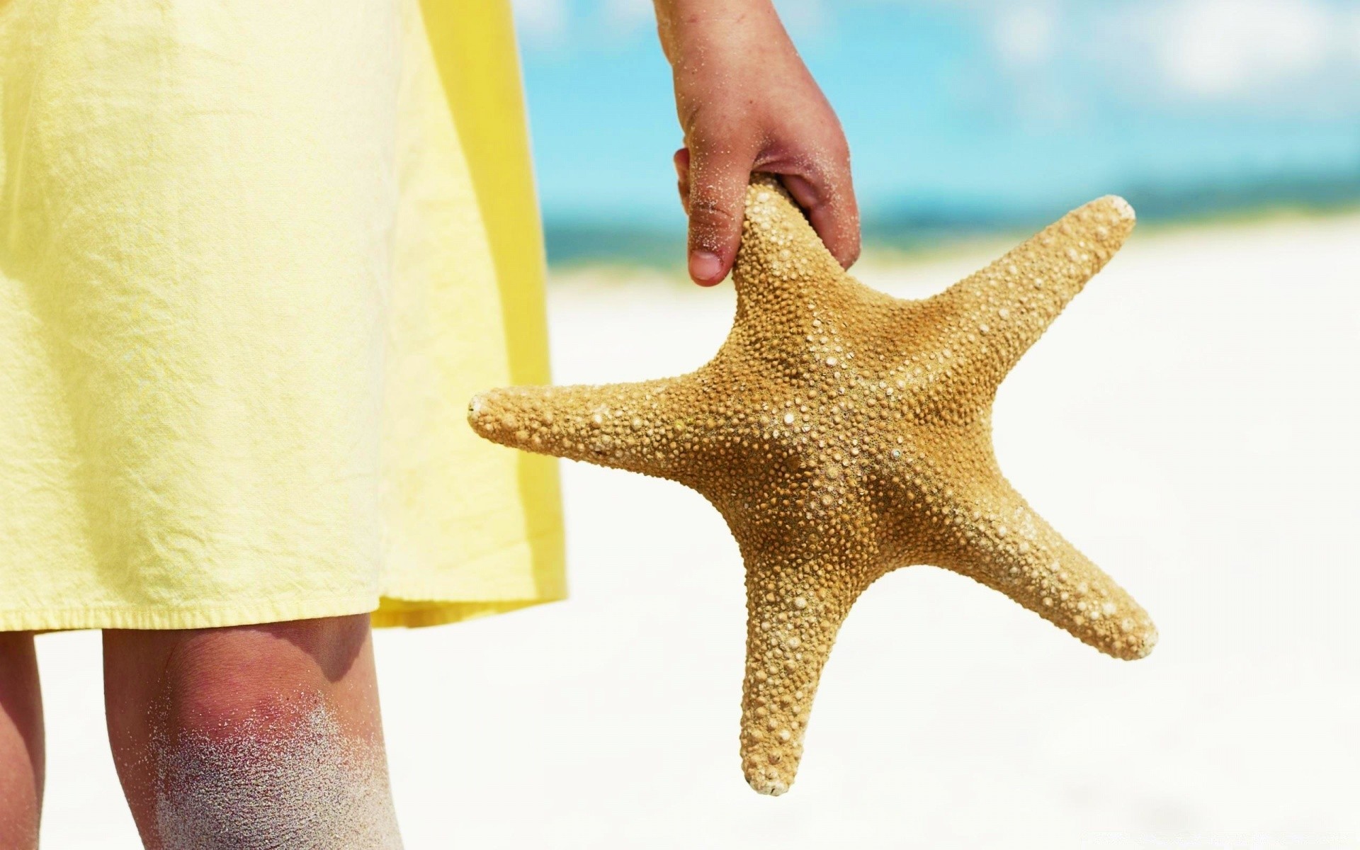 sommer seestern strand ein sand wasser muscheln ozean urlaub meer nadelhäute schale meer tropisch muscheln reisen urlaub frau