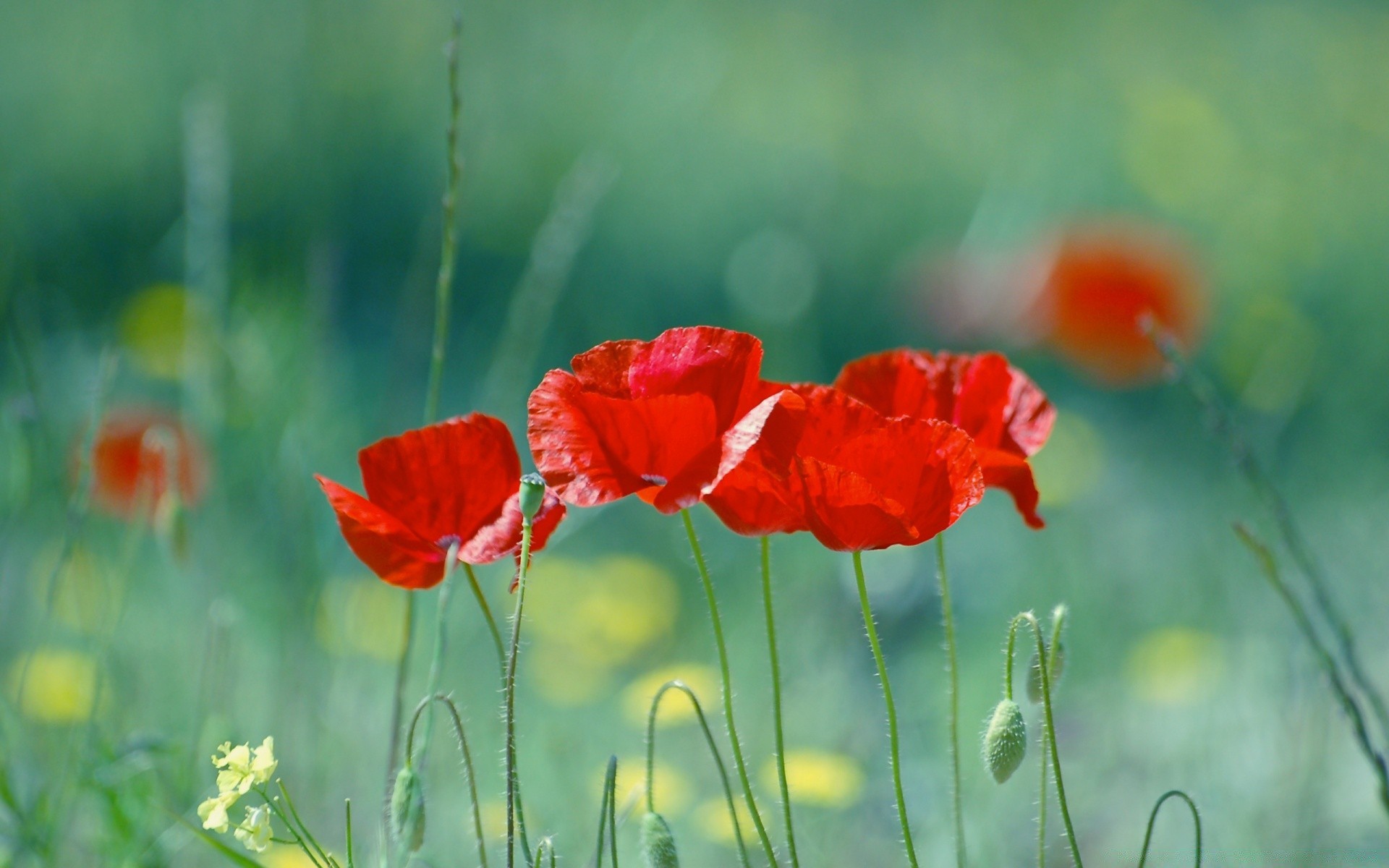 summer poppy nature flower field flora grass hayfield garden growth leaf rural outdoors color floral bright wild fair weather blooming